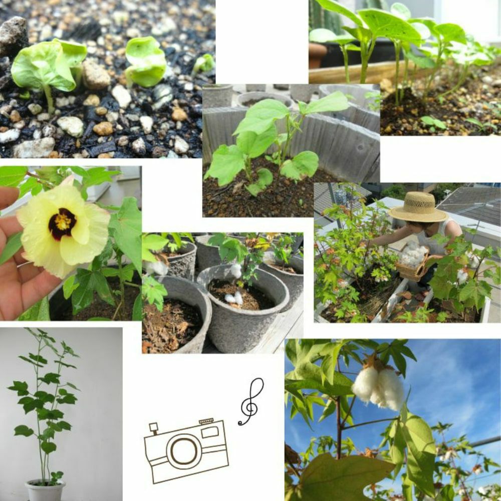 和綿のたね　メイドインアース　オーガニックコットン